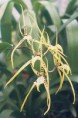 Brassia rhizomatosa